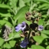 Salvia officinalis 'Berggarten' -- Salbei